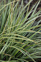 EverColor Everest Japanese Sedge (Carex oshimensis 'Carfit01') at A Very Successful Garden Center