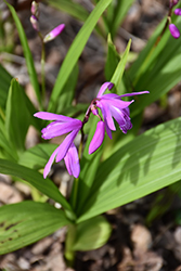 Lavender Japanese Hyacinth Orchid (Bletilla striata) at A Very Successful Garden Center