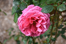 Dee-Lish Rose (Rosa 'Meiclusif') at Lakeshore Garden Centres