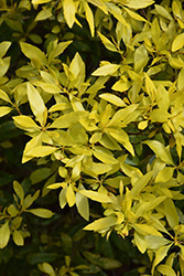 Pat's Gold Southern Wax Myrtle (Myrica cerifera 'Pat's Gold') at Lakeshore Garden Centres