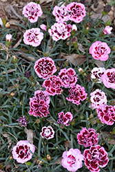 Odessa Pierrot Pinks (Dianthus caryophyllus 'HILPROT') at Lakeshore Garden Centres