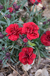 Sunflor Dynamite Carnation (Dianthus caryophyllus 'HILDYNA') at A Very Successful Garden Center