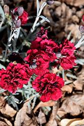 Odessa Red Pinks (Dianthus caryophyllus 'Odessa Red') at A Very Successful Garden Center