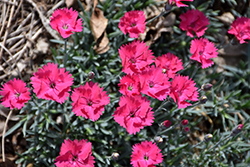 Paint The Town Magenta Pinks (Dianthus 'Paint The Town Magenta') at Lakeshore Garden Centres