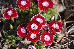 Beauties Olivia Sweet Pinks (Dianthus 'Hilbeaolswee') at Stonegate Gardens