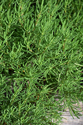 Green Lavender Cotton (Santolina rosmarinifolia) at A Very Successful Garden Center