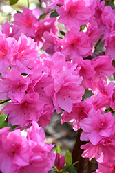 Pink Ruffles Azalea (Rhododendron 'Pink Ruffles') at Lakeshore Garden Centres