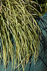 EverColor Eversheen Japanese Sedge (Carex oshimensis 'Eversheen') at Stonegate Gardens