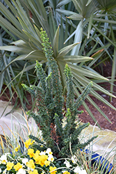 Chirimen Hinoki Falsecypress (Chamaecyparis obtusa 'Chirimen') at Stonegate Gardens