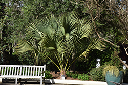 Cabbage Palm (Sabal palmetto) at Lakeshore Garden Centres