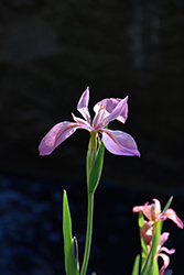 Copper Iris (Iris fulva) at A Very Successful Garden Center