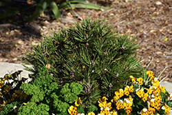 Banderica Bosnian Pine (Pinus heldreichii 'Banderica') at Lakeshore Garden Centres