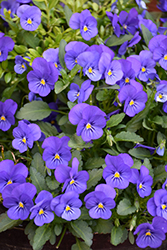 Sorbet True Blue Pansy (Viola 'Sorbet True Blue') at A Very Successful Garden Center