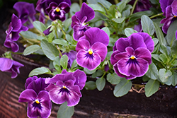 Cool Wave Raspberry Pansy (Viola x wittrockiana 'PAS1196270') at Lakeshore Garden Centres