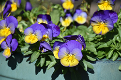 Cool Wave Morpho Pansy (Viola x wittrockiana 'PAS1077347') at Stonegate Gardens