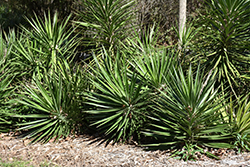 Gulf Coast Yucca (Yucca louisianensis) at Stonegate Gardens