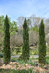 Blue Italian Cypress (Cupressus sempervirens 'Glauca') at Stonegate Gardens