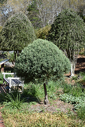 Carolina Sapphire Arizona Cypress (tree form) (Cupressus arizonica 'Carolina Sapphire (tree form)') at A Very Successful Garden Center