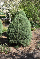 Carolina Sapphire Arizona Cypress (topiary) (Cupressus arizonica 'Carolina Sapphire (topiary)') at A Very Successful Garden Center