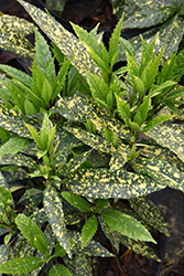 Dwarf Variegated Japanese Aucuba (Aucuba japonica 'Variegata Nana') at Lakeshore Garden Centres