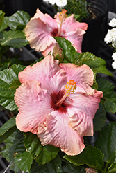Big Kahuna Hibiscus (Hibiscus rosa-sinensis 'Big Kahuna') at A Very Successful Garden Center