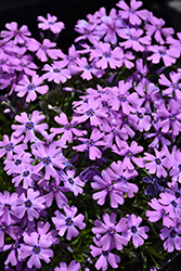 Purple Beauty Moss Phlox (Phlox subulata 'Purple Beauty') at Green Thumb Garden Centre