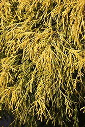 Paul's Gold Threadleaf Falsecypress (Chamaecyparis pisifera 'Paul's Gold') at A Very Successful Garden Center