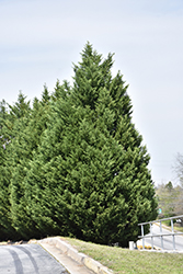 Leyland Cypress (Cupressocyparis x leylandii) at Lakeshore Garden Centres