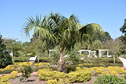 Mule Palm (Butiagrus nabonnandii) at A Very Successful Garden Center