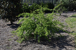 Chickasaw Plum (Prunus angustifolia) at Stonegate Gardens