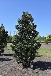 Little Gem Magnolia (Magnolia grandiflora 'Little Gem') at Lakeshore Garden Centres