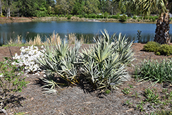 Silver Saw Palmetto (Serenoa repens var. sericea) at A Very Successful Garden Center