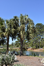Dominican Palmetto (Sabal domingensis) at A Very Successful Garden Center