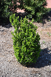 Baby Gem Boxwood (Buxus microphylla 'Gregem') at A Very Successful Garden Center