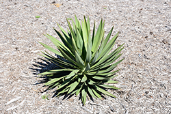 Lone Star Yucca (Yucca gloriosa 'Lone Star') at A Very Successful Garden Center