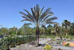Date Palm (Phoenix dactylifera) at Lakeshore Garden Centres