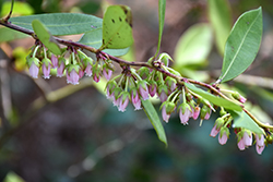 Fetterbush (Lyonia lucida) at A Very Successful Garden Center