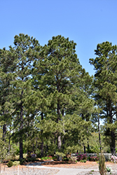 Loblolly Pine (Pinus taeda) at A Very Successful Garden Center