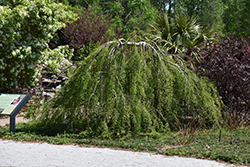 Falling Waters Baldcypress (Taxodium distichum 'Falling Waters') at A Very Successful Garden Center