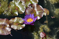 Panama Pacific Tropical Water Lily (Nymphaea 'Panama Pacific') at A Very Successful Garden Center