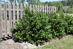 Sandanqua Viburnum (Viburnum suspensum) at A Very Successful Garden Center