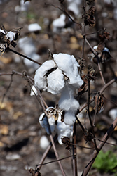 Upland Cotton (Gossypium hirsutum) at Stonegate Gardens