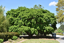 Kurogane Holly (Ilex rotunda) at Lakeshore Garden Centres