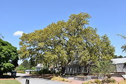 Southern Live Oak (Quercus virginiana) at A Very Successful Garden Center