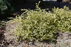 Lemon Zest Abelia (Abelia x grandiflora 'Hopleys') at Lakeshore Garden Centres