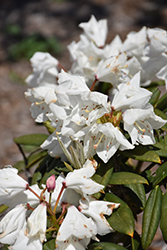 Southgate Divine Rhododendron (Rhododendron 'Lisenne Rockefeller') at Stonegate Gardens