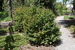 Dwarf Simpson's Stopper (Myrcianthes fragrans 'Compacta') at Lakeshore Garden Centres