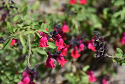 Maraschino Sage (Salvia 'Maraschino') at A Very Successful Garden Center