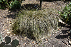 Breeze Dwarf Mat Rush (Lomandra longifolia 'LM300') at Stonegate Gardens