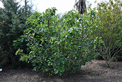 Ischia Fig (Ficus carica 'Ischia') at A Very Successful Garden Center